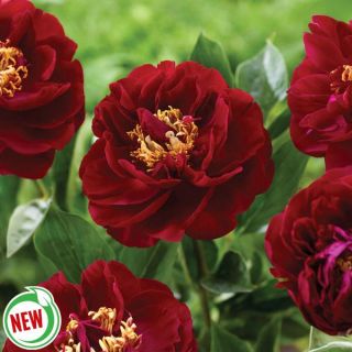 Old Faithful Peony Thumbnail